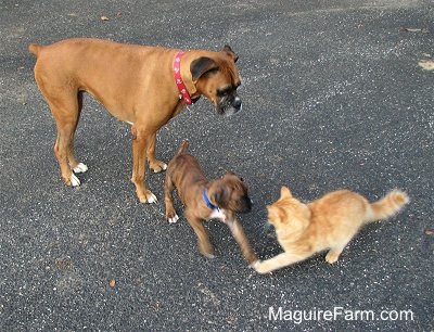 A big tan Boxer dog is standing behind the brown brindle boxer puppy who is playing with an orange cat in front of them. They are outside on a blacktop