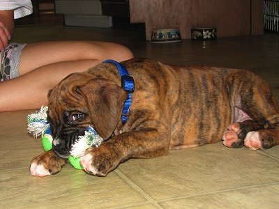 A brown brindle Boxer puppy is laying on a tiled floor. A rope toy with two balls at the ends are under the puppies paw. He is chewing the rope parts of a toy