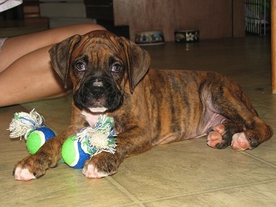 A brown brindle boxer puppy is laying on a tan tiled floor. A rope toy with two balls at the ends are under the puppies paw. There is a person behind him