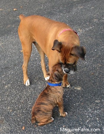 A fawn Boxer is standing in the face of a sitting brown brindle Boxer puppy. They are on a blacktop