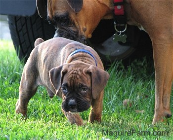 Close Up - Brown brindle Boxer puppy is walking across a yard with his head down and the fawn Boxer is sniffing the puppy