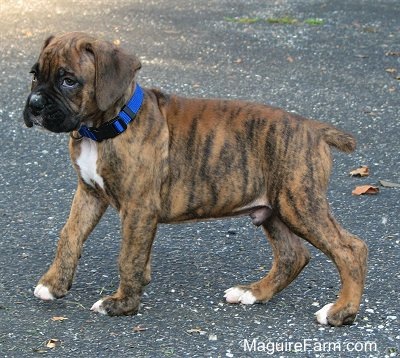 Close Up - brown brindle Boxer puppy is standing on a blacktop