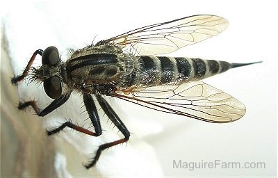 black fly with a pointy tail