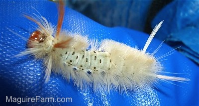 White Furry Catapillor with a red head and black spots
