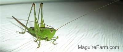 Cricket on a white surface