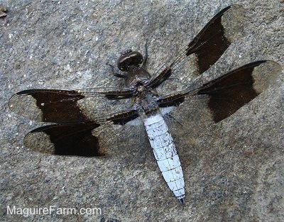 black and clear Dragonfly with two sets of wings