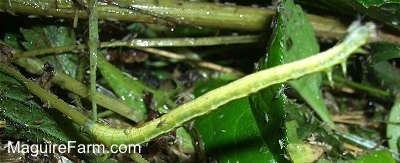 green Stick Worm blending with the weeds on the ground