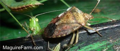 Stink Bug and Praying Mantis close up on a John Deere Tractor