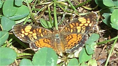 brown and orange Butterfly