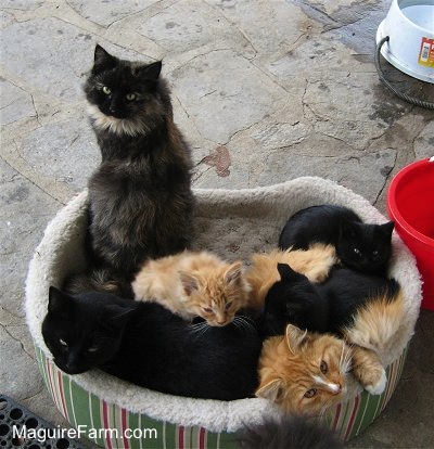 6 cats are all piled into a dog bed on a stone porch. There is a red bucket and a gray heated water bowl behind them.