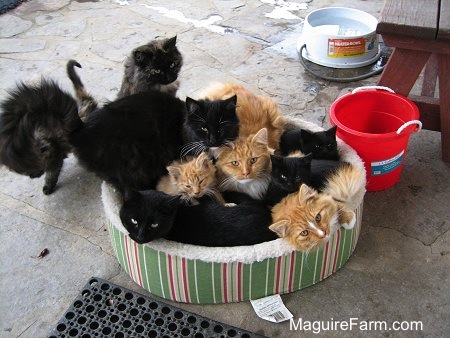 9 cats on a stone porch. 7 cats are in a dog bed, one is climbing into the bed and the 9th cat is outside the bed licking itself. There is a red bucket, a maroon wooden bench and a gray water bowl behind them.