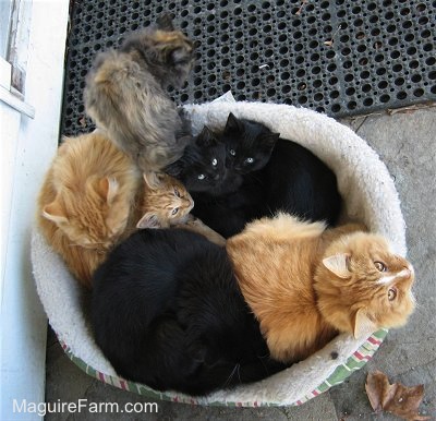 7 cats all piled in a dog bed out on a stone porch of a white farm house
