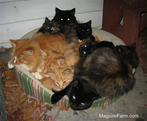9 cats at night all piled in a green and tan striped dog bed on a porch with a red wooden bench next to them.