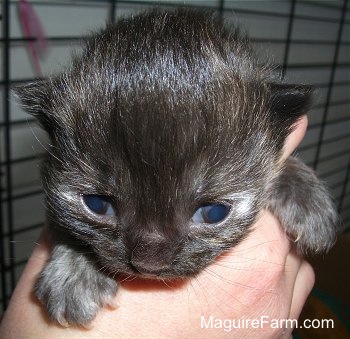 Close up - the face of a calico kitten that looks black that just opened its eyes in the hand of a person.
