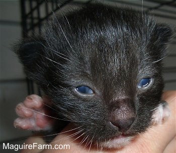 Close up - the face of a black kitten that just opened its eyes in the hand of a person