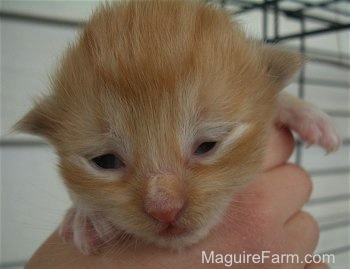Close up - the face of an orange kitten that just opened its eyes in the hand of a person.