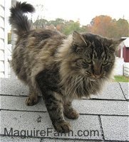 A longhaired tiger cat is standing on a roof of a dog house next to a white house