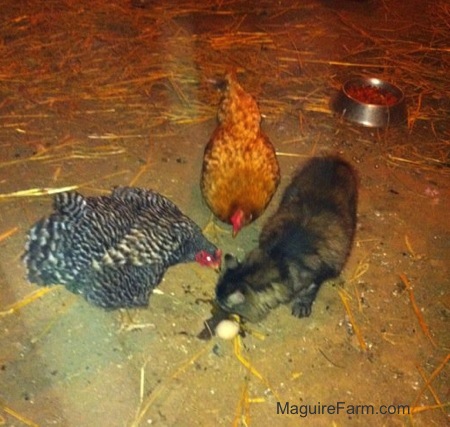 A black and white chicken, a red chicken, and a gray cat eating a raw cracked egg on the dirt floor of a barn.