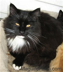 A longhaired black with white cat is laying in a dog bed next to an orange cat and looking up