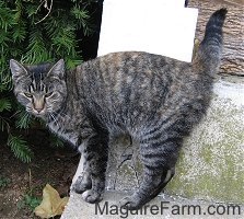 A gray tiger cat is standing against a wooden white porch pillar on a stone porch