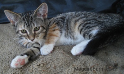 A gray with orange tiger cat laying on a tan dog bed.