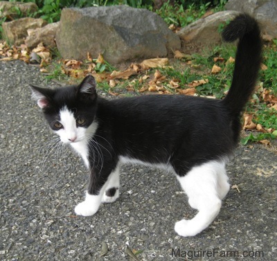 A little black and white kitten standing on a blacktop driveway next to grass and large stones.