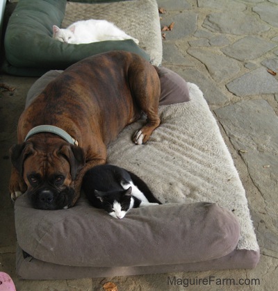 A brown brindle boxer laying on a dog bed next to a black and white kitten on a stone porch. There is a seocnd dog bed behind them with a white cat laying in it.