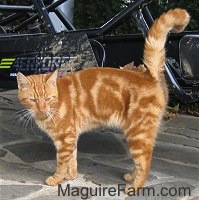 An orange tiger cat is standing on a stone porch. There is a four wheeler behind it