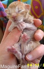 Close Up - An orange Kitten is being held in the hands of a person