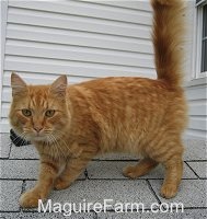 An orange tiger cat is standing on a roof of a dog house with a white house behind it