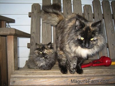 A tiny little calico kitten sitting down next to a standing adult calico cat on a wooden glider on a porch of a white farm house. There is a red plastic snow ball maker on the bench next to the cats.