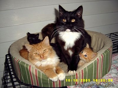 Two adult cats and two kittens are in a dog bed on top of a dog crate out on a porch.