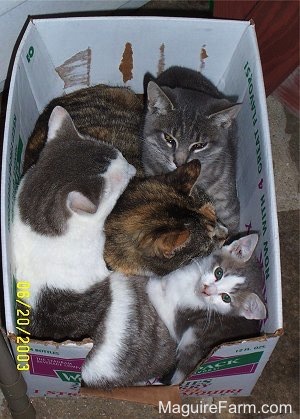Four cats in a white cardboard box. One is light gray tiger, one is a calico, one is a gray and white cat and the fourth is a gray and white kitten.