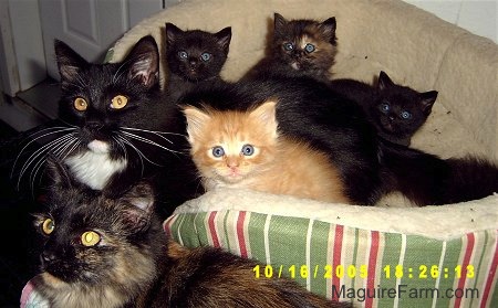 Six cats in and around a dog bed on a porch in front of a white farm house. Four of the cats are small kittens.