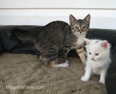 A calico kitten and a white kitten with a gray stripe on its head sitting and standing on top of a dog bed on outside on a stone porch next to a white house.