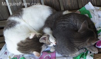 Three cats sleeping on top of a barney the purple dinosaur blanket. The first cat is gray and white, the middle cat is a gray and white kitten and the cat to the right is a gray tiger.