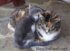 An adult calico cat with a tiny gray and white kitten snuggled up to it on a stone porch with a red wooden bench next to them.