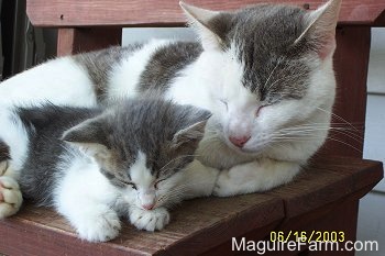 An adult gray and white cat sleeping on a red wooden bench next to a tiny gray and white kitten in fornt of a white house.