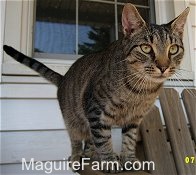A grey tiger cat with black stripes is standing on the side of a wooden glider's arm on a stone porch in front of a window