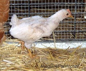 A white chick is walking across hay in a pen