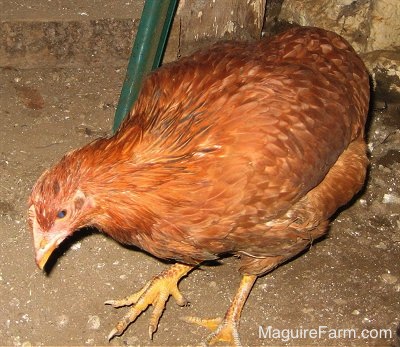 Close Up - New Hampshire Red Chicken is pecking at the floor of a barn with a green fence post behind it