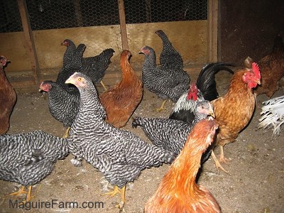 A mixture of Barred Rock Chickens and New Hampshire Red chickens are exploring there area inside of the chicken coop. There is a Black with White Rooster in the mix