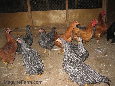 Six black and white striped Barred Rock chickens and Four rust colored New Hampshire Red chickens are exploring a barn. There is a Wooden door behind them