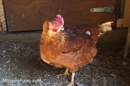 A Road Island Red Hen is standing in front of a barn door