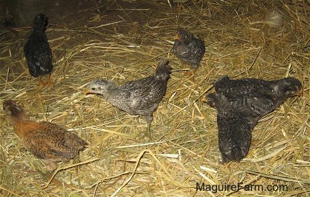 Seven Chicks are moving around in Hay