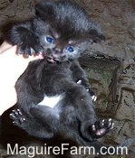 A black kitten is being held in the air belly-out by a person