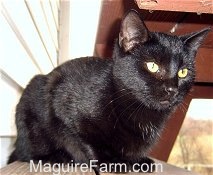 A black cat is laying on a red wooden bench next to a white house