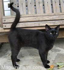 A shorthaired black cat is standing on a stone porch in front of a wooden glider. Its tail is curled up