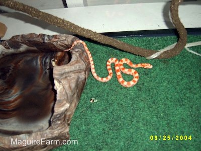 A Snake is coiled next to a stick, it is on a green carpet