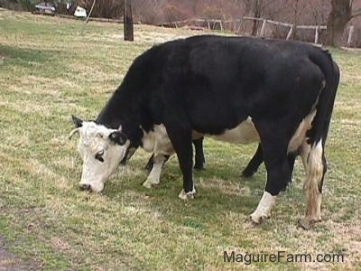 Two cows eating grass in the front yard of a farm house.